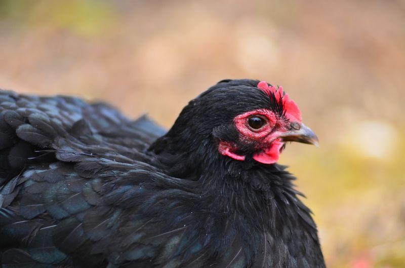 Maladies des poules : comment les reconnaître et les soigner ?