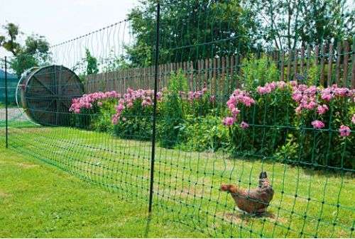 Comment bien choisir sa clôture pour poules ?