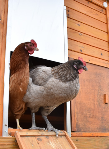 Sortie des poules avec le portier automatique Zen Farm