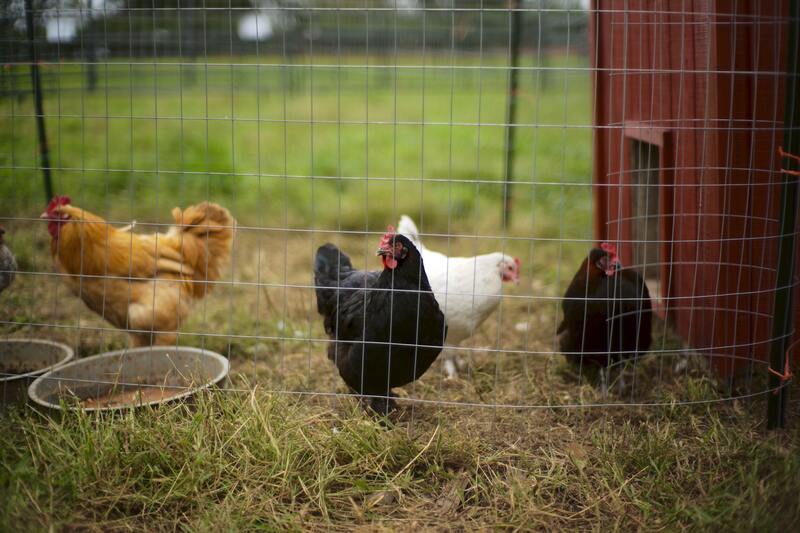 Construire un enclos à poules en DIY - Chemin des poulaillers
