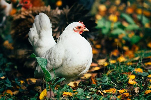 4 conseils pour prendre soin de ses poules en automne