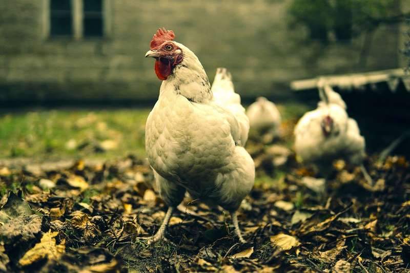 comment bien nourrir ses poules en automne