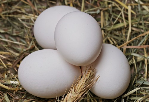 F.A.Q. sur les œufs :Les œufs blancs sont-ils différents des œufs