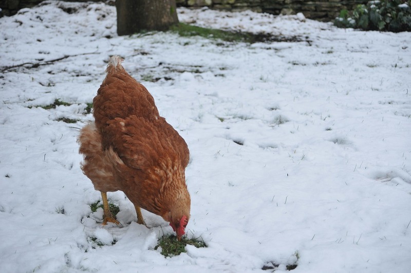 peut-on sortir ses poules sous la neige ?