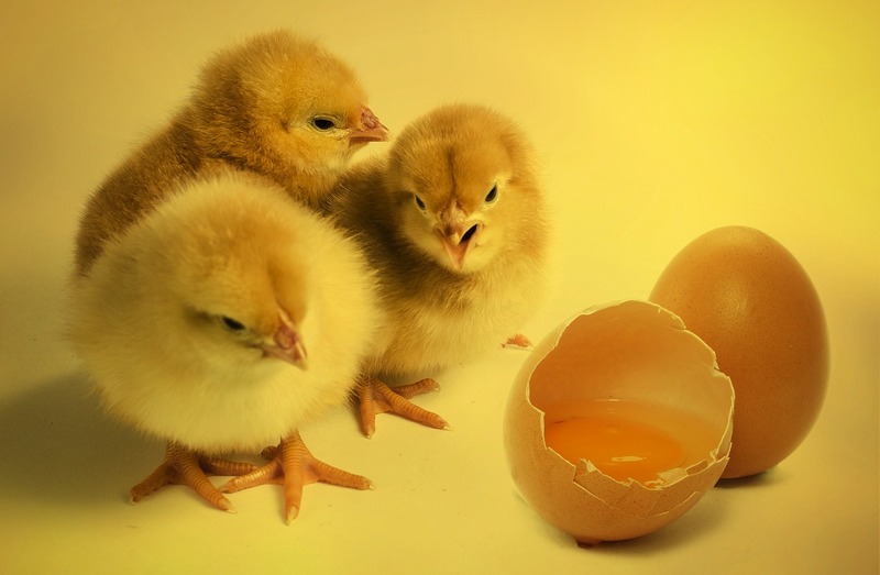 Comment la poule fabrique-t-elle ses œufs ? - Chemin des poulaillers