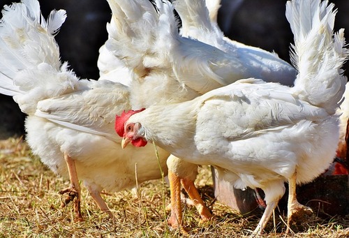 transition alimentaire poules
